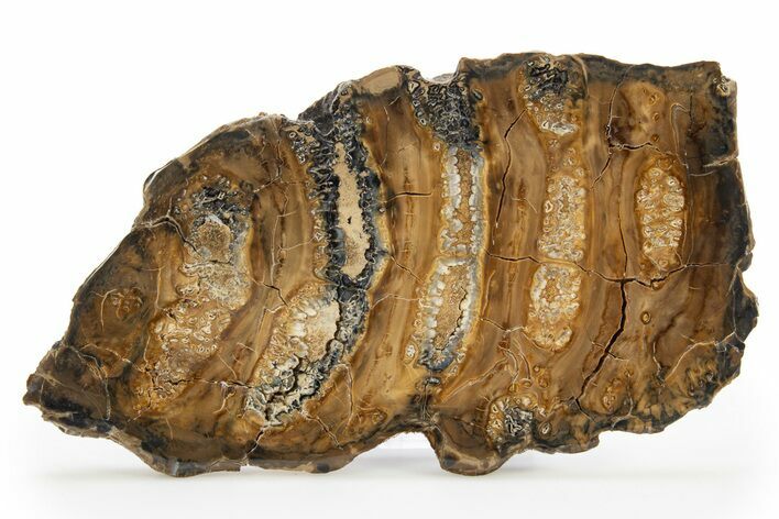 Polished Mammoth Molar Slice - South Carolina #319708
